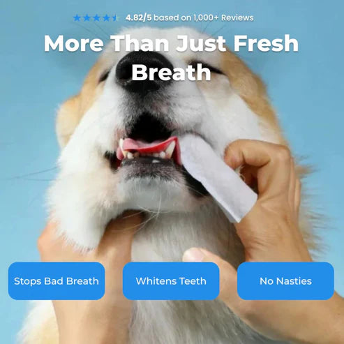 FreshWipes Kit - Protects Against Dental Diseases